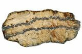 Mammoth Molar Slice With Case - South Carolina #335365-1